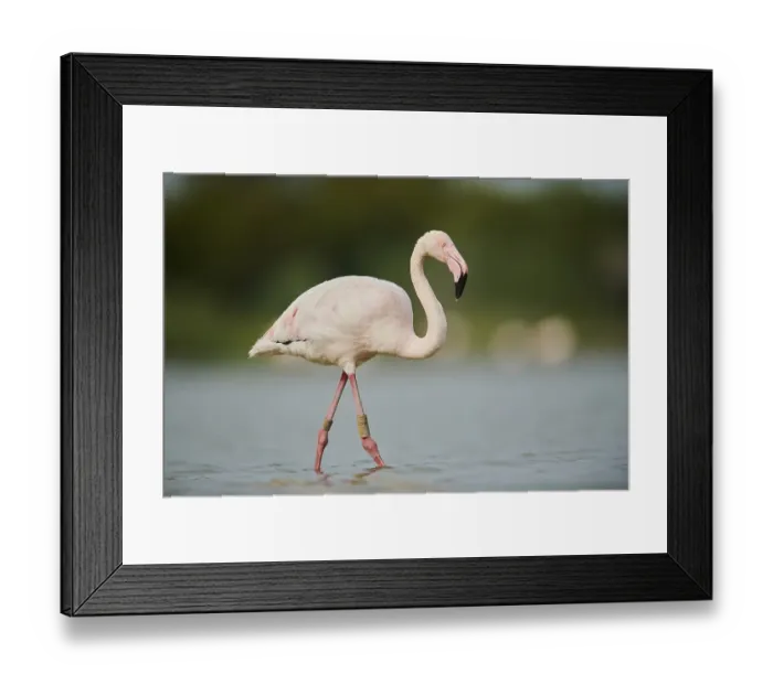 Framed Print : Greater Flamingo (Phoenicopterus roseus) Framed Print : Greater Flamingo (Phoenicopterus roseus)