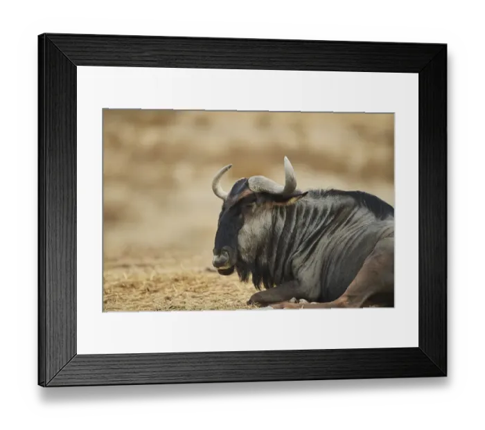 Framed Print : Blue wildebeest (Connochaetes taurinus) in the dessert Framed Print : Blue wildebeest (Connochaetes taurinus) in the dessert