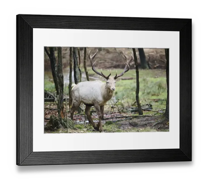 Framed Print : Red deer (Cervus elaphus) stag standing in a forest Framed Print : Red deer (Cervus elaphus) stag standing in a forest