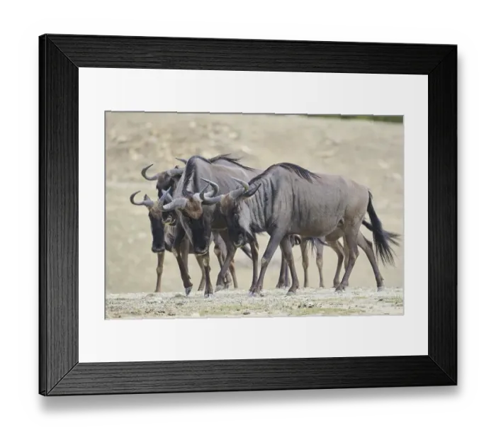 Framed Print : Blue wildebeest (Connochaetes taurinus) walking in the dessert Framed Print : Blue wildebeest (Connochaetes taurinus) walking in the dessert
