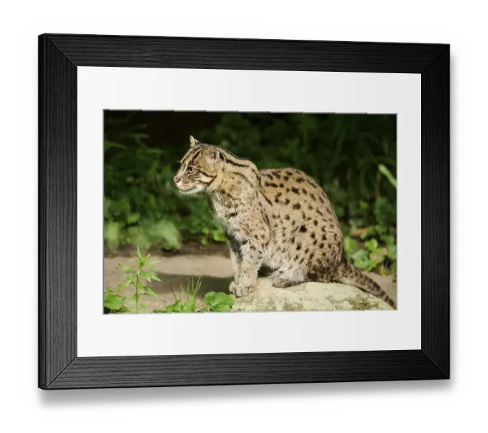 Framed Print : Fishing cat (Prionailurus viverrinus) sitting on the ground