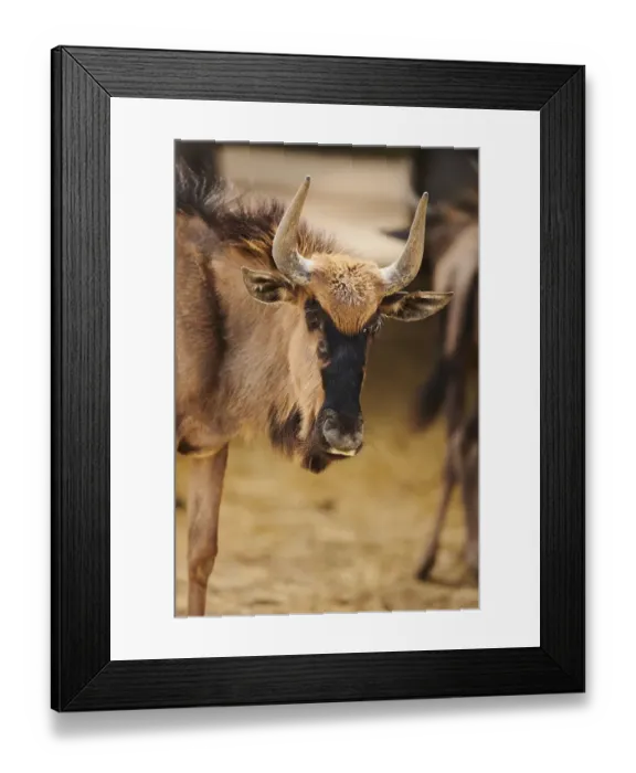 Framed Print : Blue wildebeest (Connochaetes taurinus) in the dessert