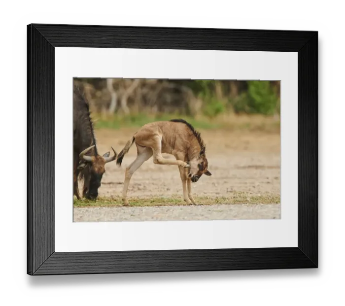 Framed Print : Blue wildebeest (Connochaetes taurinus) youngster in the dessert