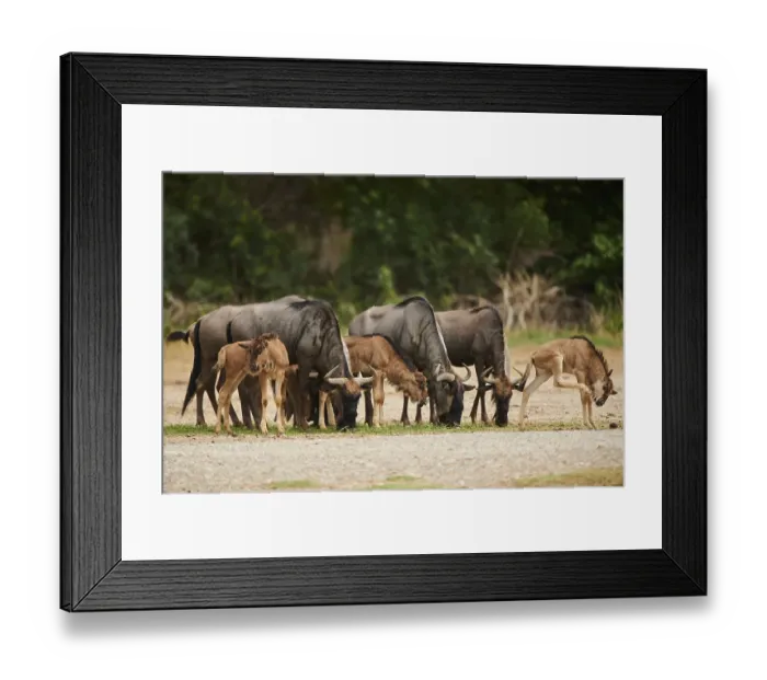Framed Print : Blue wildebeest (Connochaetes taurinus) herd with youngsters in the dessert