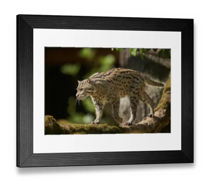 Framed Print : Close-up of a fishing cat (Prionailurus viverrinus) in spring Framed Print : Close-up of a fishing cat (Prionailurus viverrinus) in spring