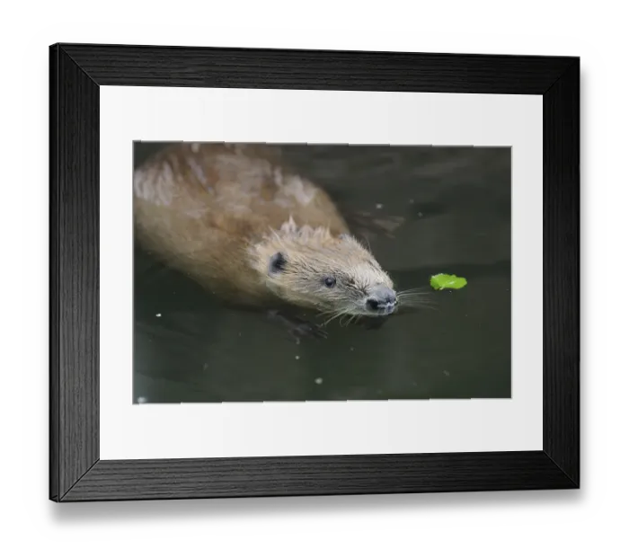 Framed Print : A beaver swimming in the water with a small leaf nearby