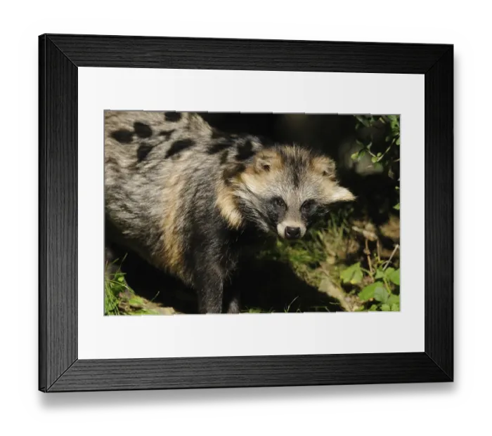 Framed Print : Raccoon dog in sunlight with dense