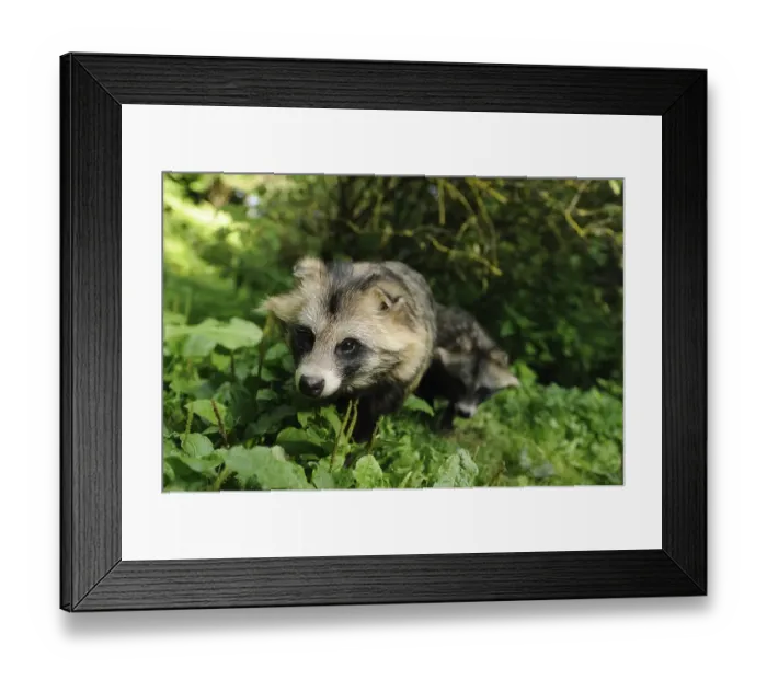 Framed Print : Two raccoon dogs, camouflage in the dense foliage of the forest Framed Print : Two raccoon dogs, camouflage in the dense foliage of the forest