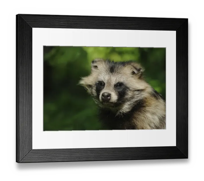 Framed Print : Portrait of a raccoon dog against a green background