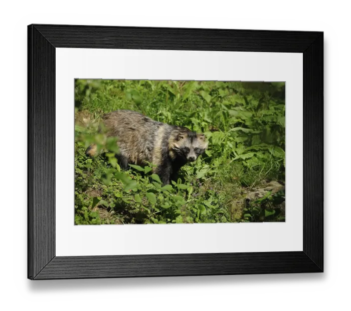 Framed Print : Raccoon dog hidden in the middle of dense grass and bushes