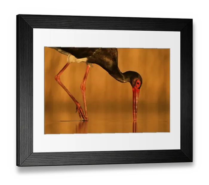 Framed Print : Black stork (Ciconia nigra), while foraging fish Framed Print : Black stork (Ciconia nigra), while foraging fish