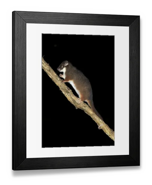 Framed Print : Common ringtail possum (Pseudocheirus viverrinus peregrinus)
