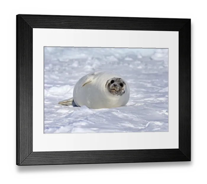 Framed Print : Harp Seal or Saddleback Seal (Pagophilus groenlandicus) Framed Print : Harp Seal or Saddleback Seal (Pagophilus groenlandicus)