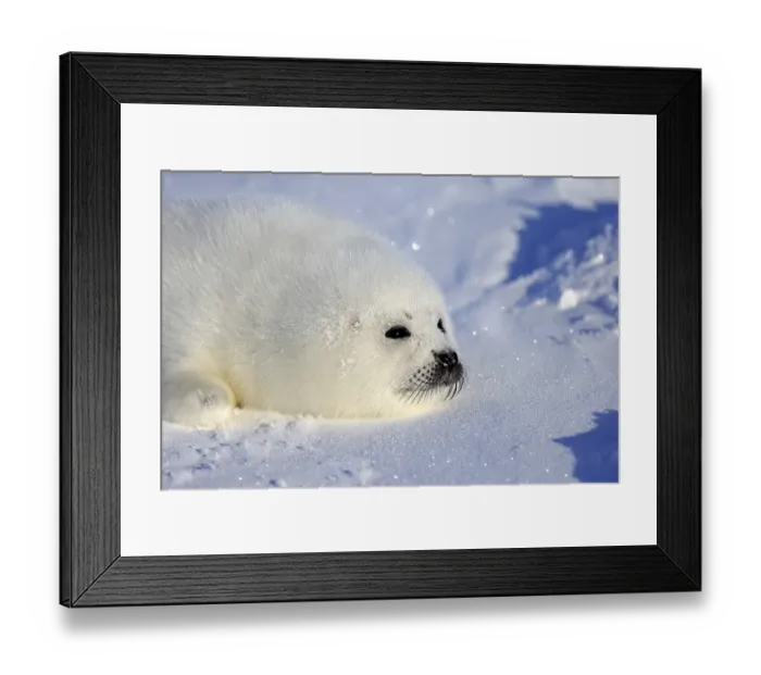 Framed Print : Harp Seal or Saddleback Seal (Pagophilus groenlandicus)