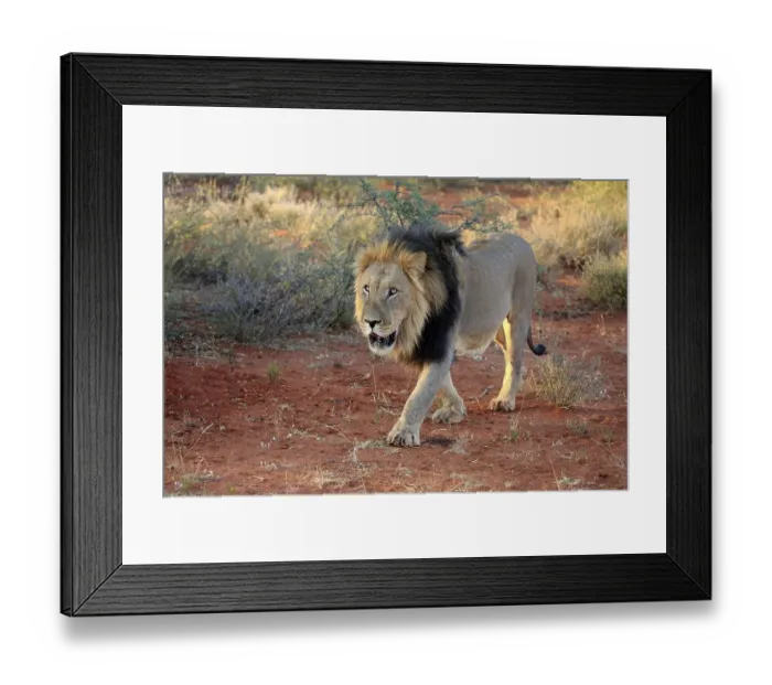 Framed Print : Kalahari lion (Panthera leo vernayi) Framed Print : Kalahari lion (Panthera leo vernayi)