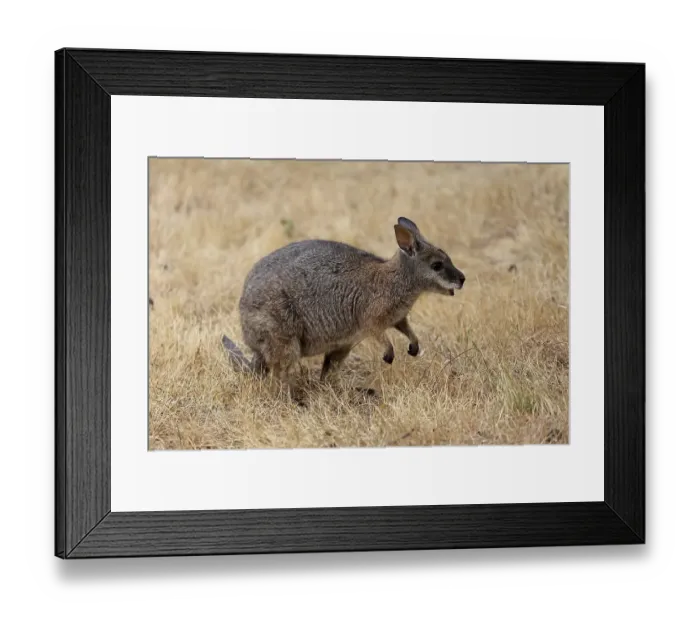Framed Print : Derby wallaby (Macropus eugenii) Framed Print : Derby wallaby (Macropus eugenii)