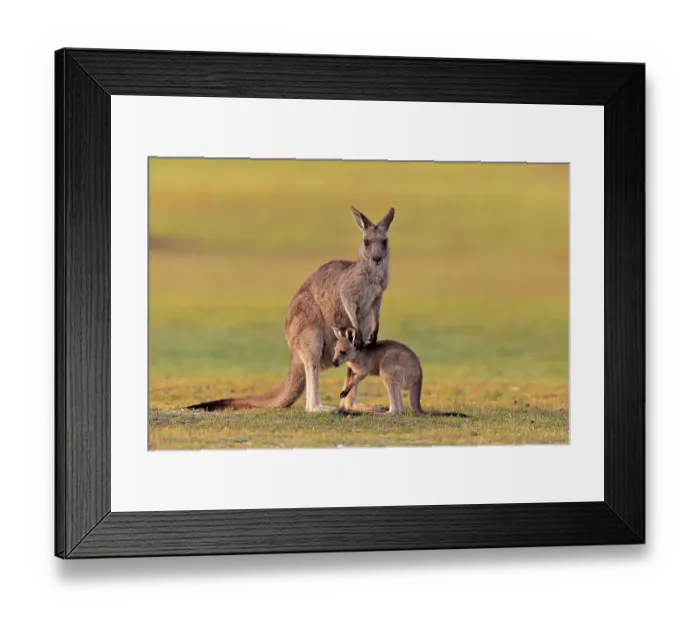 Framed Print : Eastern giant grey kangaroo (Macropus giganteus)