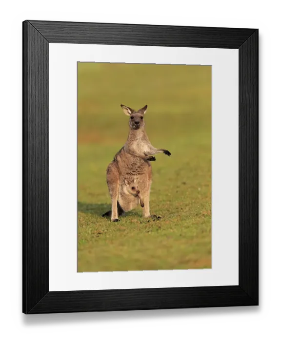Framed Print : Eastern giant grey kangaroo (Macropus giganteus)