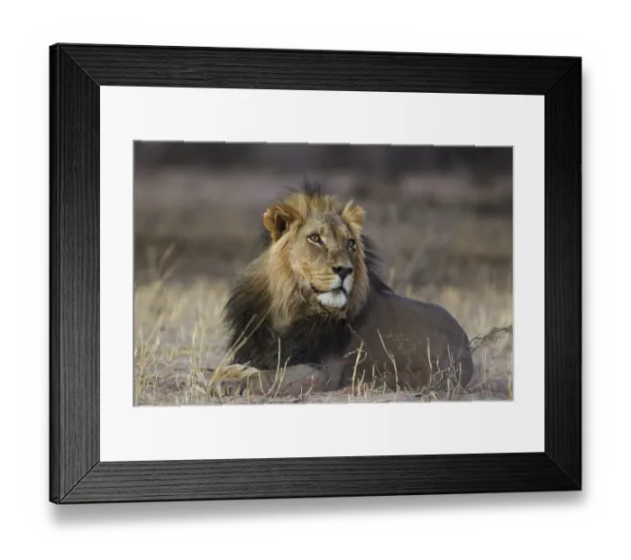 Framed Print : Black-maned lion (Panthera leo vernayi) Framed Print : Black-maned lion (Panthera leo vernayi)