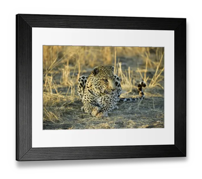 Framed Print : Leopard (Panthera Pardus) lying, Namibia, Africa