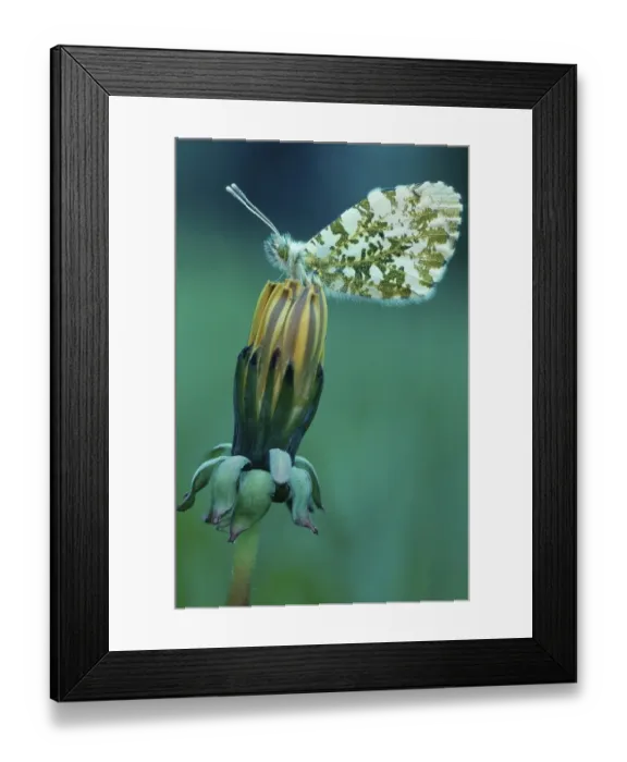 Framed Print : Orange Tip, Lower Saxony, Germany  /  (Anthocharis cardamines)