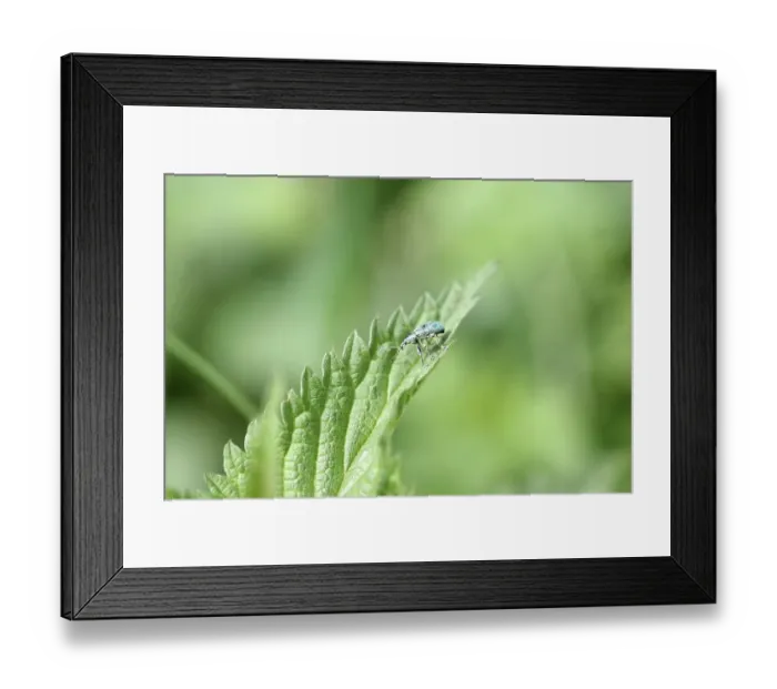 Framed Print : Nettle weevil (Phyllobius pomaceus) Framed Print : Nettle weevil (Phyllobius pomaceus)