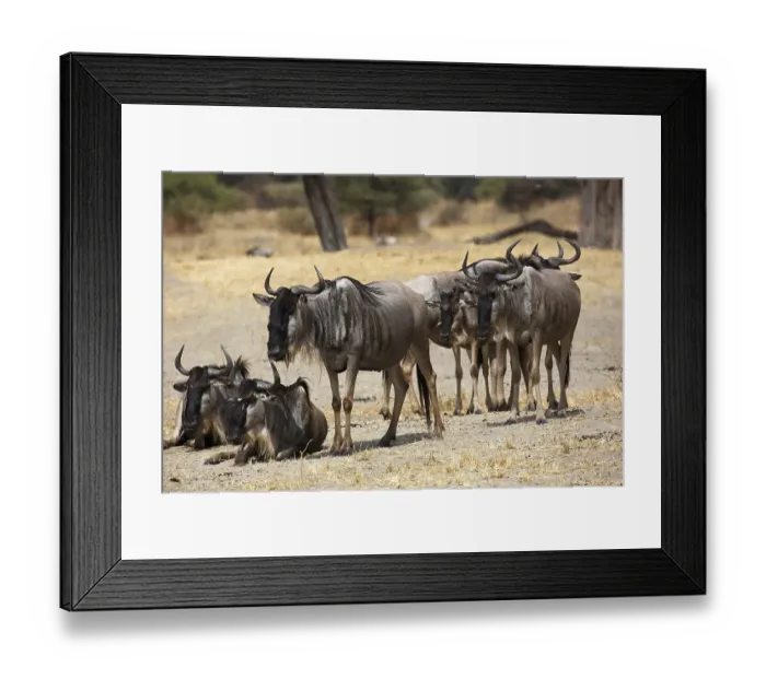 Framed Print : Wildebeest (Connochaetes sp.), small group Framed Print : Wildebeest (Connochaetes sp.), small group