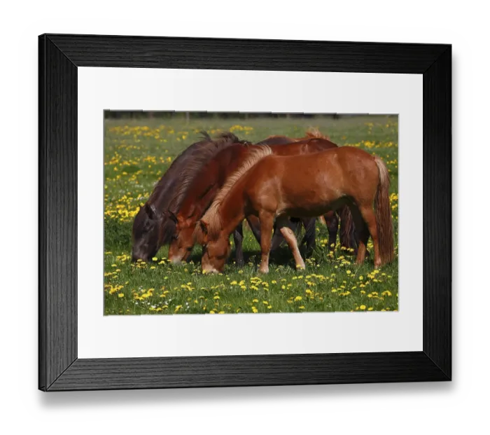 Framed Print : Three grazing Icelandic horses (Equus islandicus)