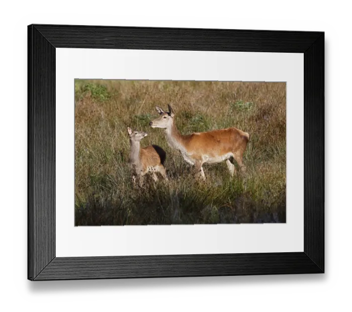 Framed Print : Red deer-cow (Cervus elaphus) and calf