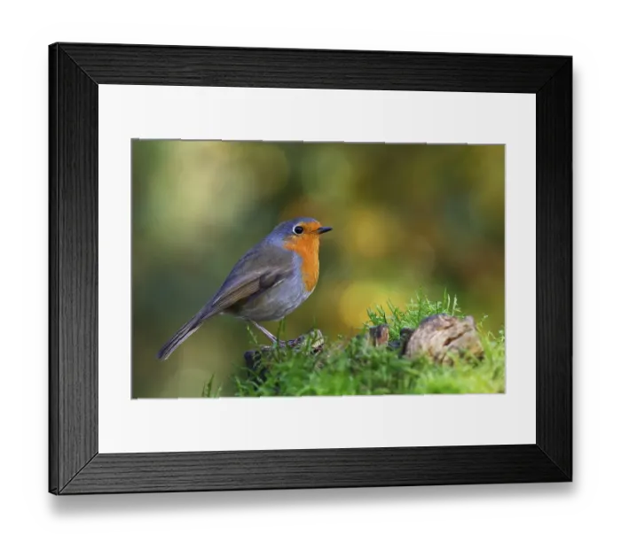 Framed Print : European robin (Erithacus rubecula) Schleswig-Holstein