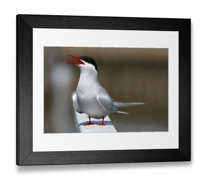 Framed Print : Calling Arctic Arctic Tern (Sterna paradisaea)