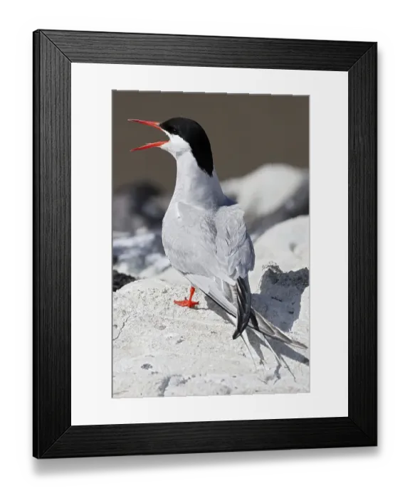 Framed Print : Calling Arctic tern (Sterna paradisaea)