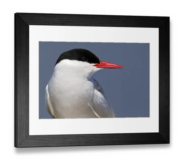 Framed Print : Arctic tern (Sterna paradisaea)