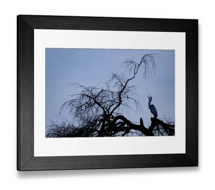 Framed Print : A grey heron (Ardea cinerea) in silhouette in a tree