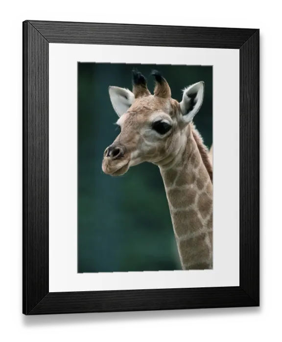 Framed Print : Giraffe, young  /  (Giraffa camelopardalis angolensis)