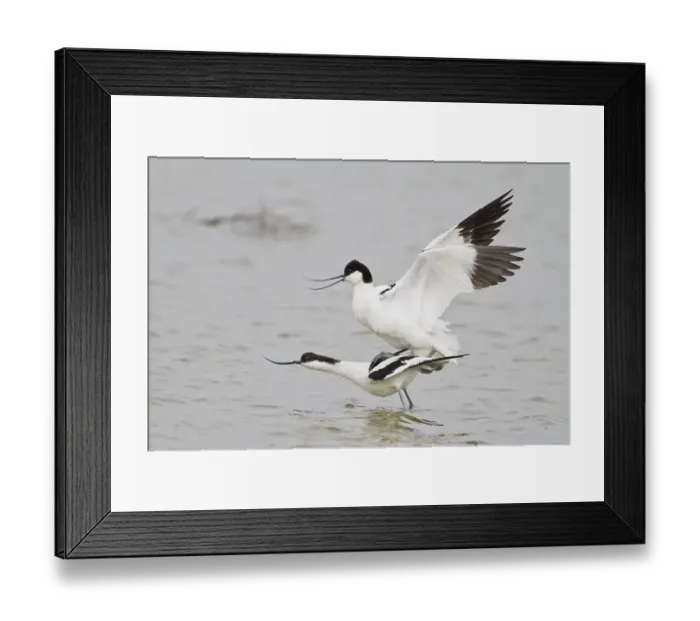 Framed Print : Pairing of two Pied Avocets (Recurvirostra avosetta) Framed Print : Pairing of two Pied Avocets (Recurvirostra avosetta)