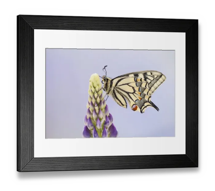 Framed Print : Swallowtail or Old World Swallowtail (Papilio machaon)