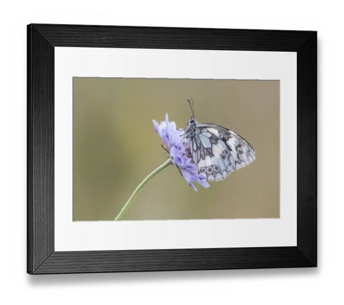 Framed Print : Marbled White (Melanargia galathea) on Meadow Widow Flower (Knautia arvensis)