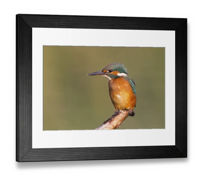 Framed Print : Young Kingfisher (Alcedo atthis) on perch
