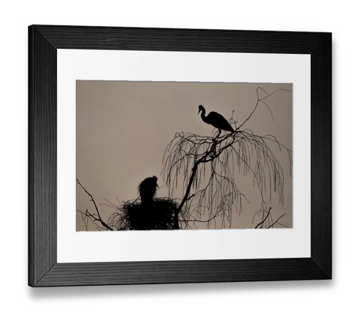 Framed Print : Grey heron (Ardea cinerea) pair in their nest at dawn Framed Print : Grey heron (Ardea cinerea) pair in their nest at dawn