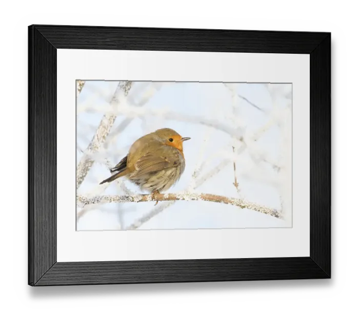 Framed Print : Robin (Erithacus rubecula) sitting on branch with hoarfrost