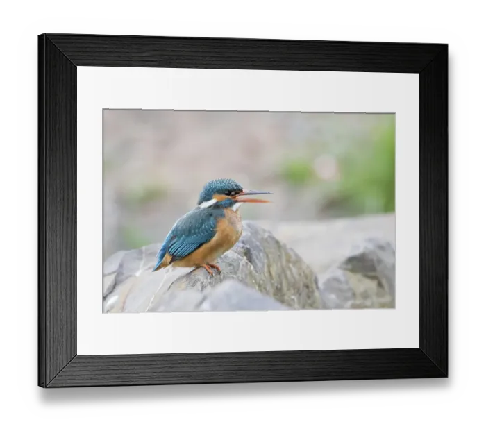 Framed Print : Calling female Kingfisher (Alcedo atthis) on stone Framed Print : Calling female Kingfisher (Alcedo atthis) on stone