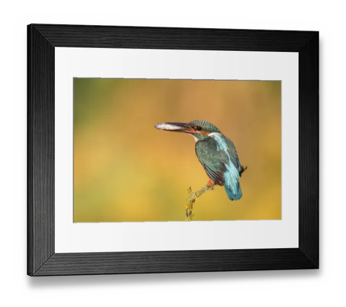 Framed Print : Female Eurasian kingfisher (Alcedo atthis) perched on branch Framed Print : Female Eurasian kingfisher (Alcedo atthis) perched on branch