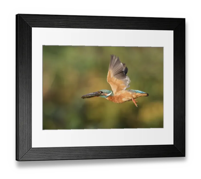 Framed Print : Female Eurasian kingfisher (Alcedo atthis) in flight