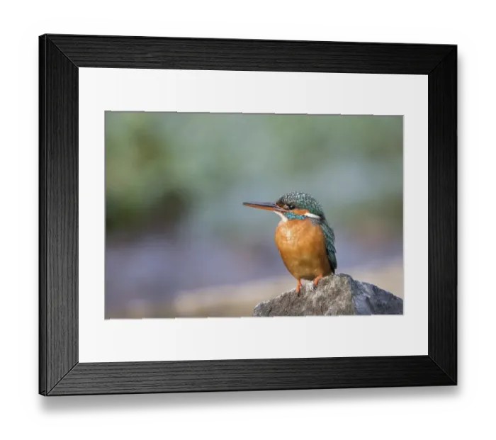 Framed Print : Kingfisher (Alcedo atthis), female