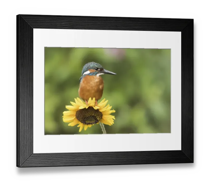Framed Print : Common kingfisher (Alcedo atthis) sits on Sunflower (Helianthus annuus)