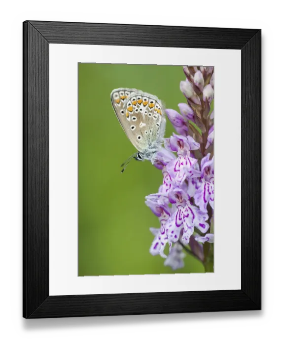 Framed Print : Common blue butterfly (Polyommatus icarus) on Heath spotted orchid (Dactylorhiza maculata) Framed Print : Common blue butterfly (Polyommatus icarus) on Heath spotted orchid (Dactylorhiza maculata)