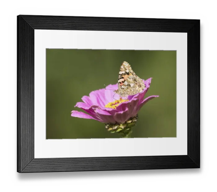 Framed Print : Painted lady (Vanessa cardui) sucks nectar on flower of a Zinnia (Zinnia elegans)