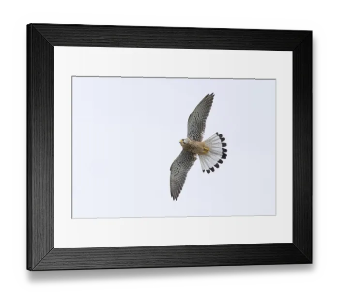Framed Print : A common kestrel (Falco tinnunculus)