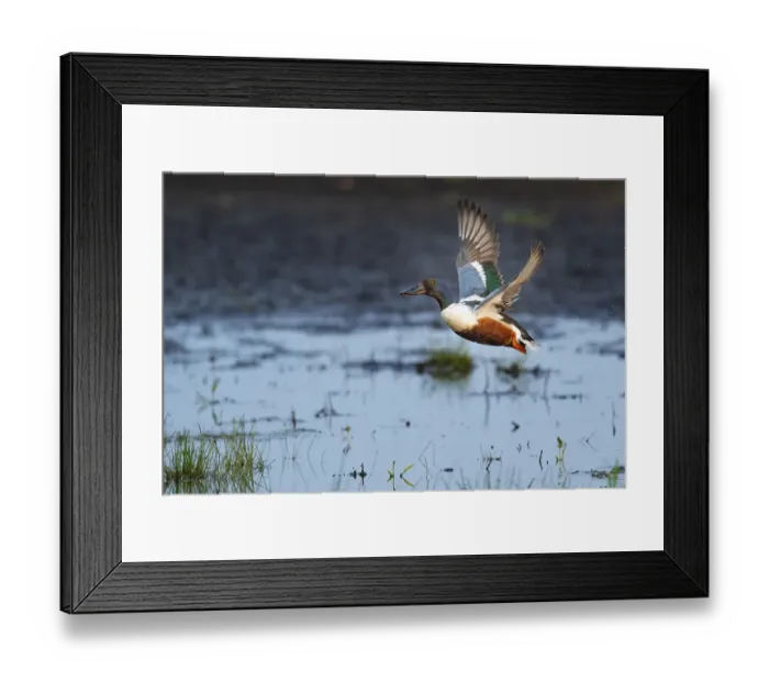 Framed Print : Northern shoveler (Spatula clypeata) (Syn) Framed Print : Northern shoveler (Spatula clypeata) (Syn)